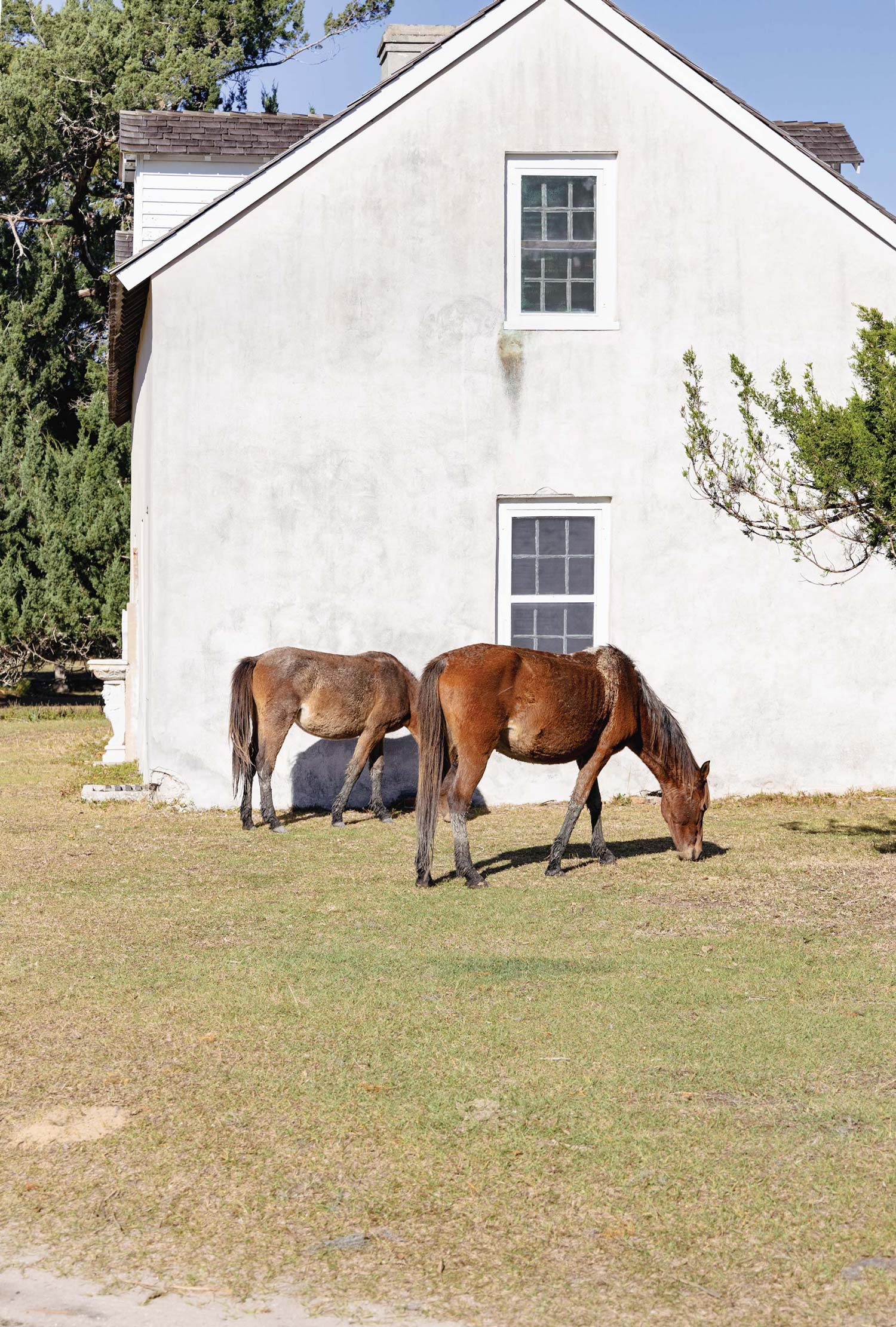 Wild horses roam free on Cumberland Island.